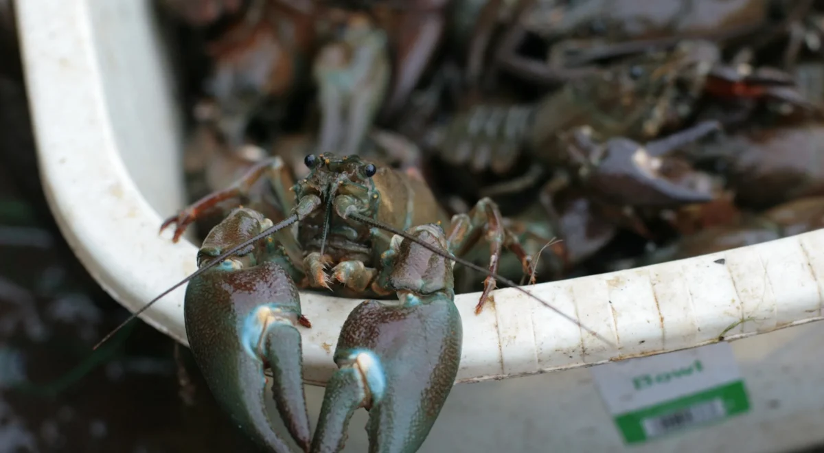3640.jpg Use crayfish to keep Hampstead Heath swimmers at bay | Brief letters