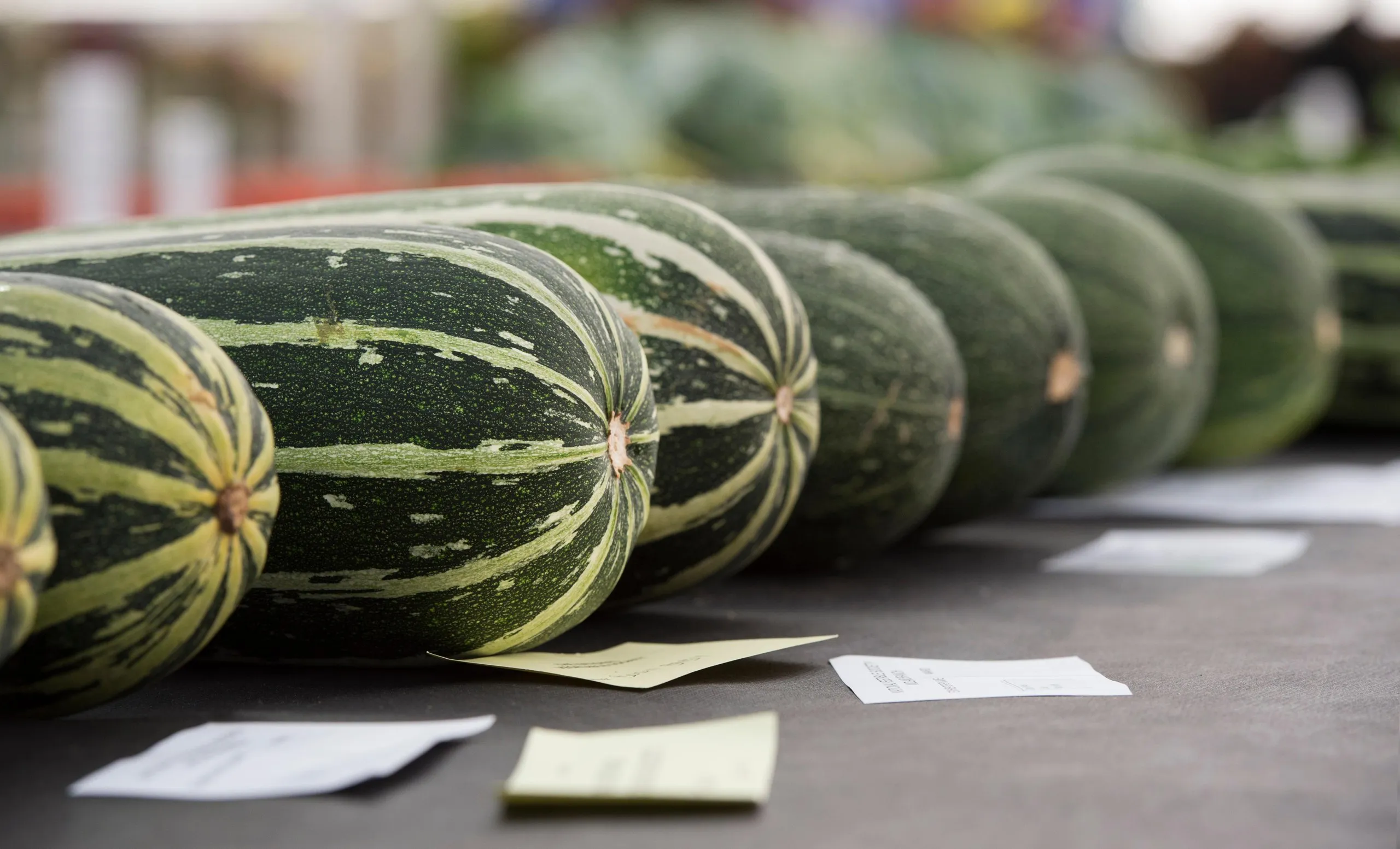 A row of large marrows on a judging table