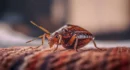 Des hôtels de Las Vegas confrontés à des infestations de punaises de lit